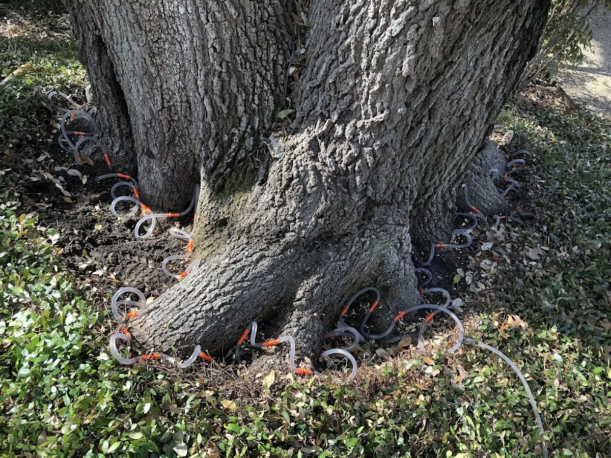Detailed Shrub and Hedge Trimming job site in Grubville
