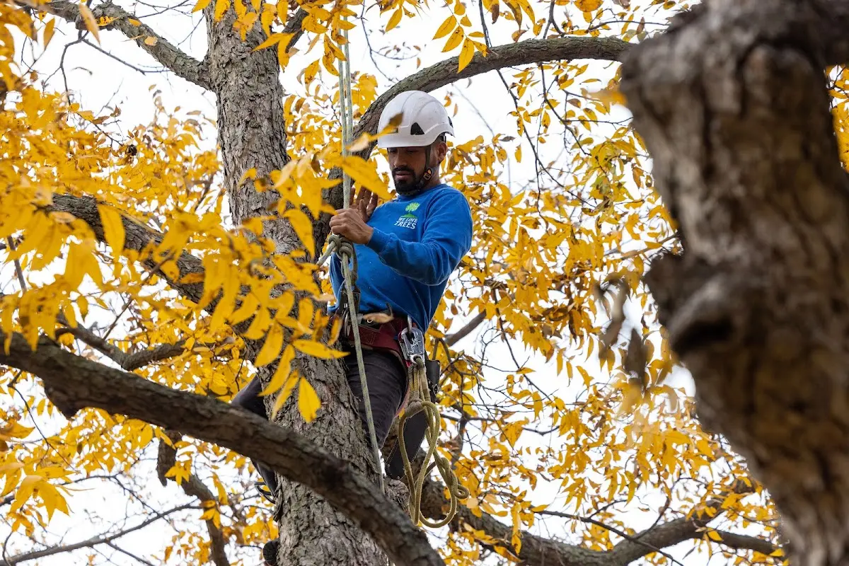 Skilled Tree Trimming crew working in Grubville